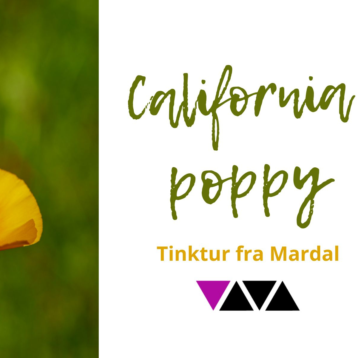 California poppy (2)